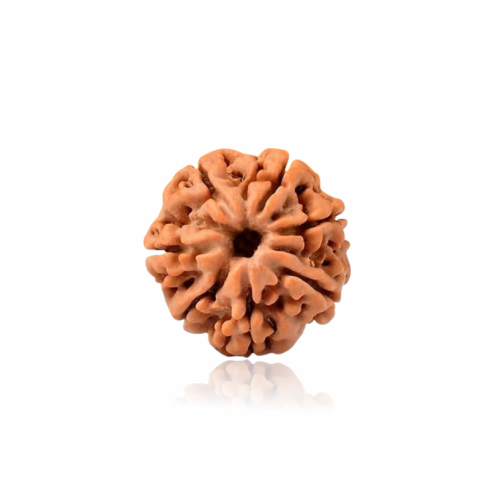 /storage/app/public/photos/41/7 mukhi.png